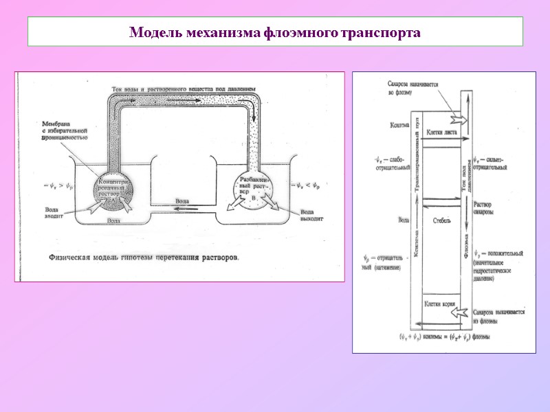 Модель механизма флоэмного транспорта